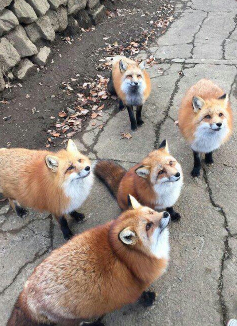 Chonky+foxes+waiting+for+more+grub.