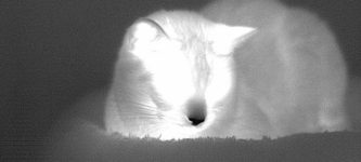 thermal+camera+vs+gato