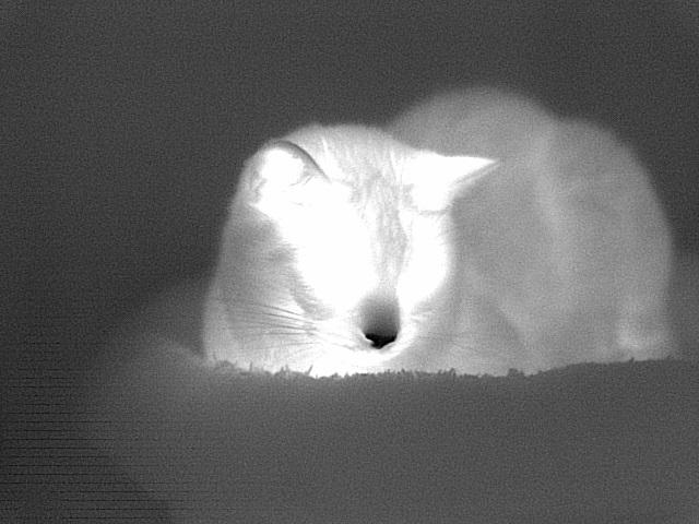 thermal+camera+vs+gato