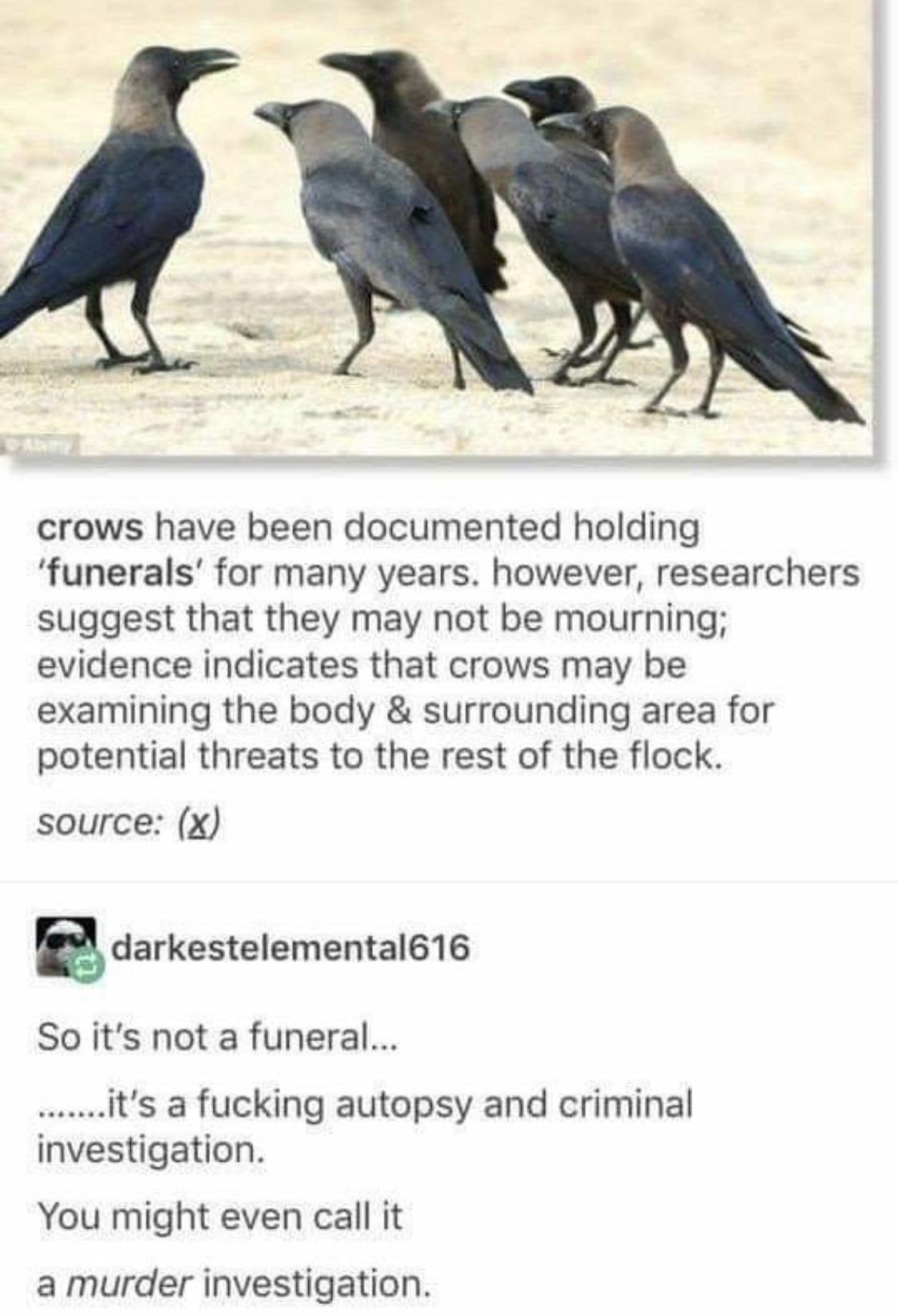 The+crows+have+eyes.