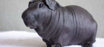 Hairless+Guinea+Pigs+Look+Like+Tiny+Hippos%2C+BTW