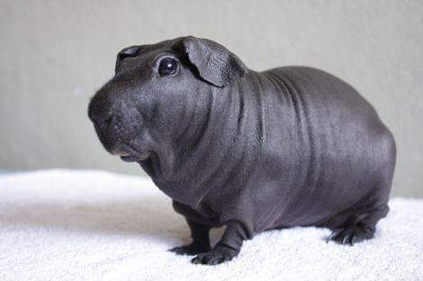 Hairless+Guinea+Pigs+Look+Like+Tiny+Hippos%2C+BTW