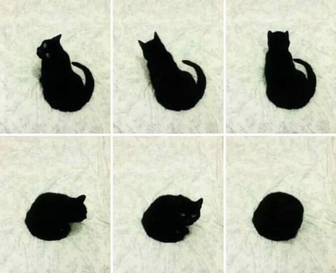 The+secret+of+the+universe+is+cats.