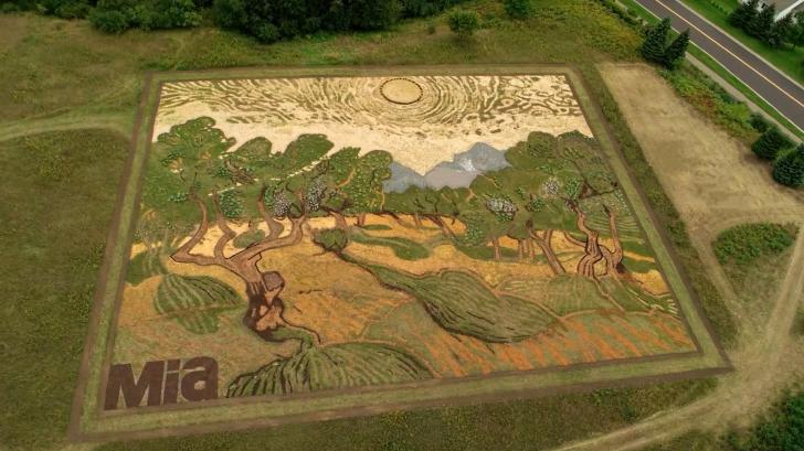 Artist+spends+6+months+transforming+a+1.2-acre+field+into+Van+Gogh%26%238217%3Bs+1889+Painting+%26%238216%3BOlive+Trees%26%238217%3B+Minneapolis+Airport