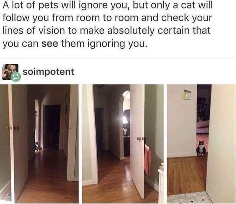 look+at+me.+i%26%238217%3Bm+ignoring+you