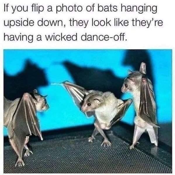 bat+dance+off