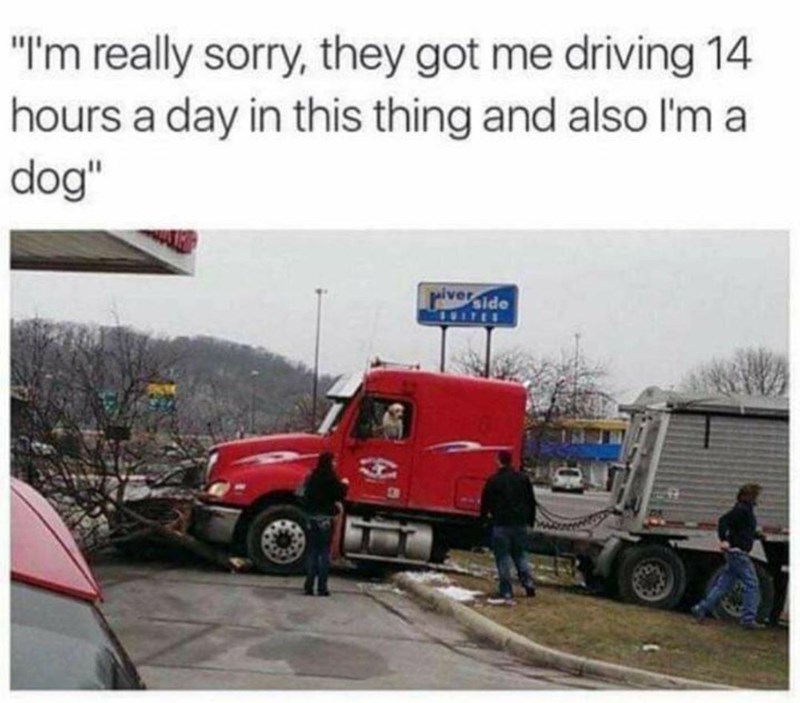 don%26%238217%3Bt+take+his+license%2C+he+has+a+litter+to+feed%21