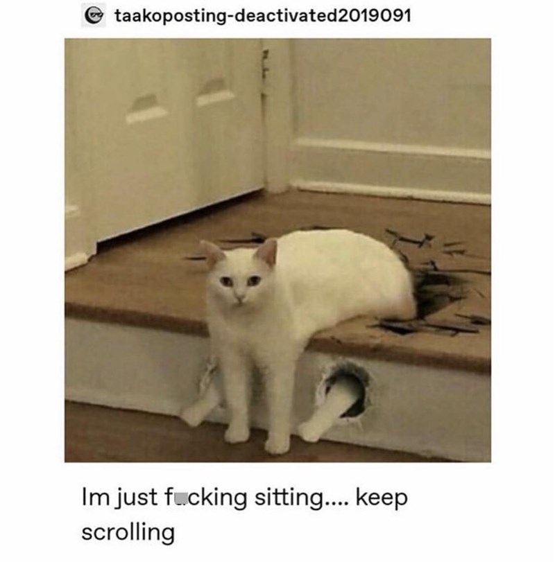 it%26%238217%3Bs+one+cat