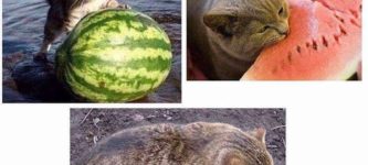 catermelon