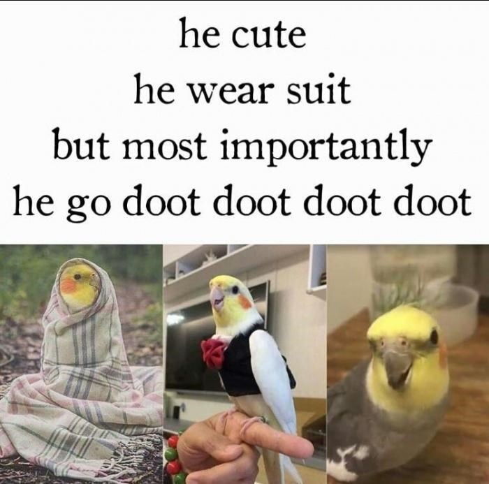 doot+doot