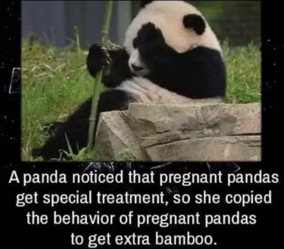 smart+panda