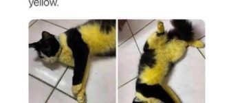 bumblebee+cat