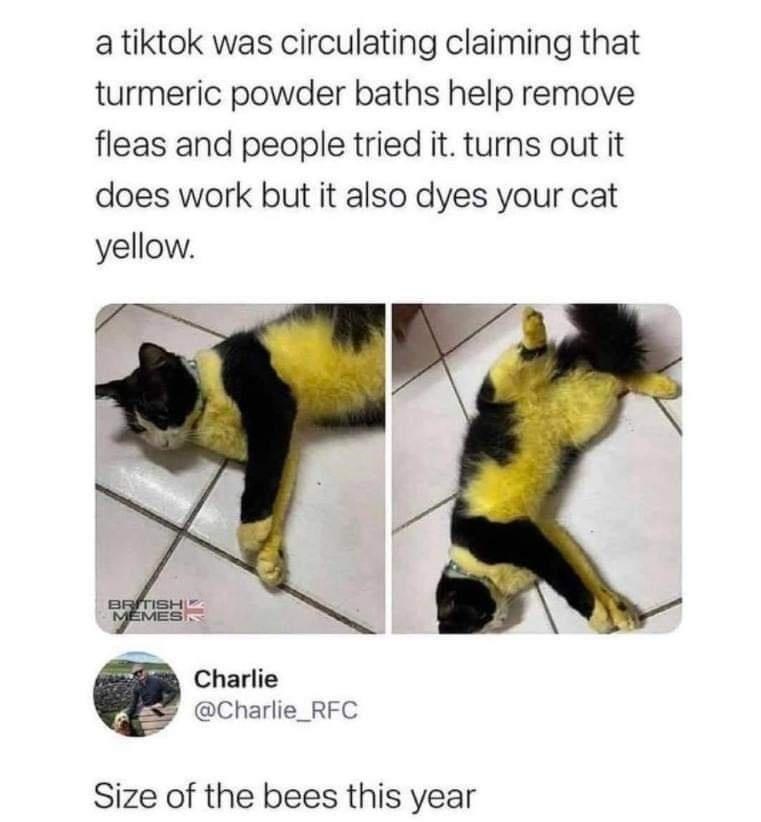 bumblebee+cat