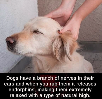 i+give+them+all+the+ear+scratchies