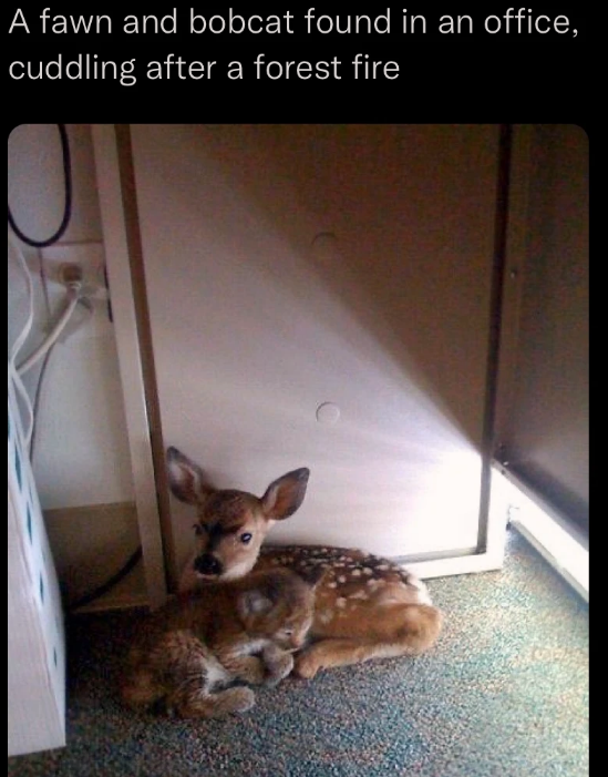 disney+has+already+bought+the+rights