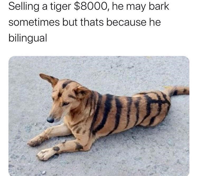 bilingual+tiger