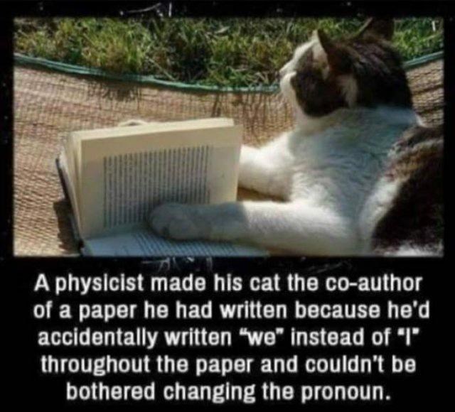 smart+cat