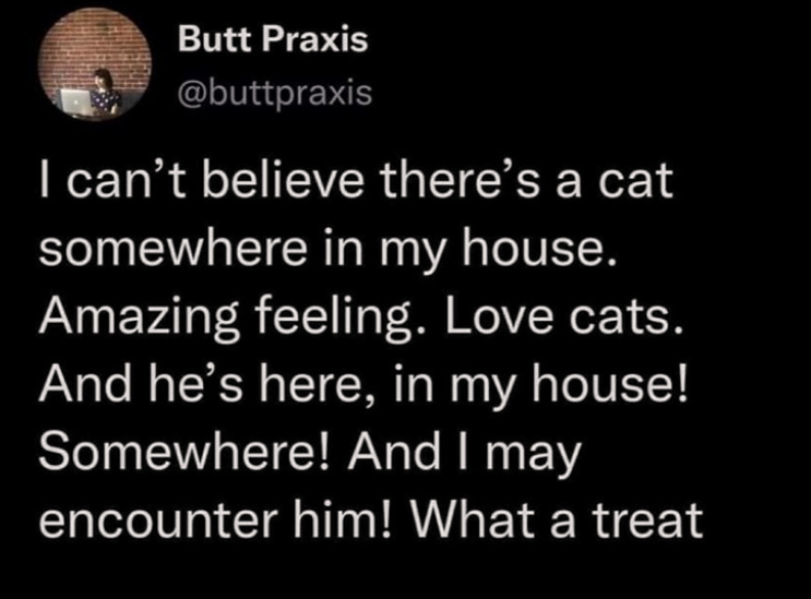 the+cat+is+somewhere