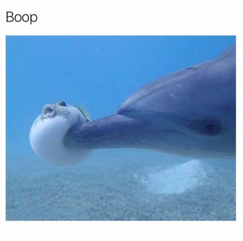 boop
