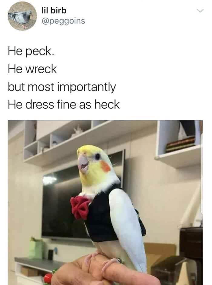 dapper+bird