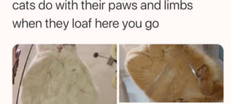 cat+loaf