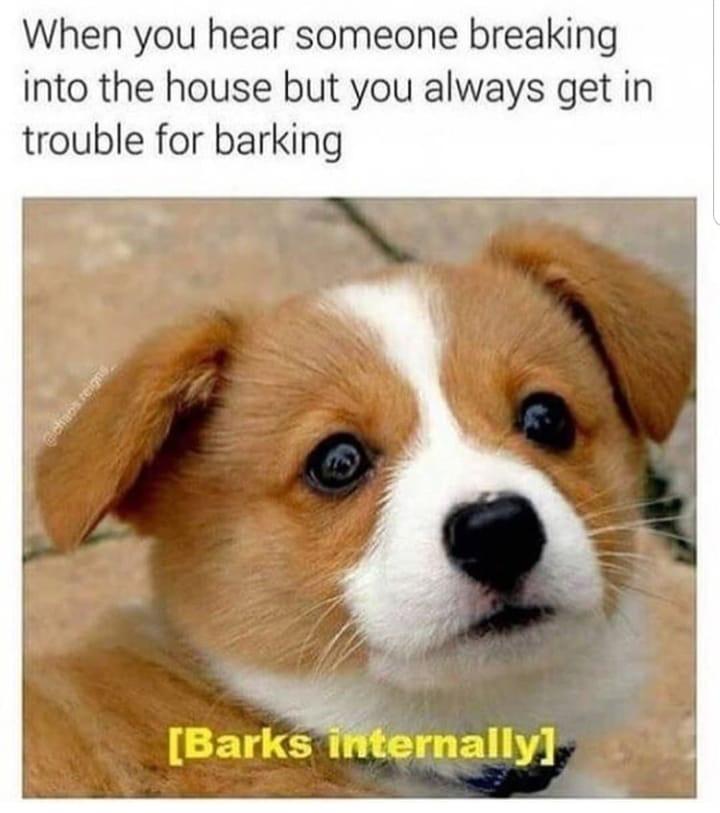 barks+internally