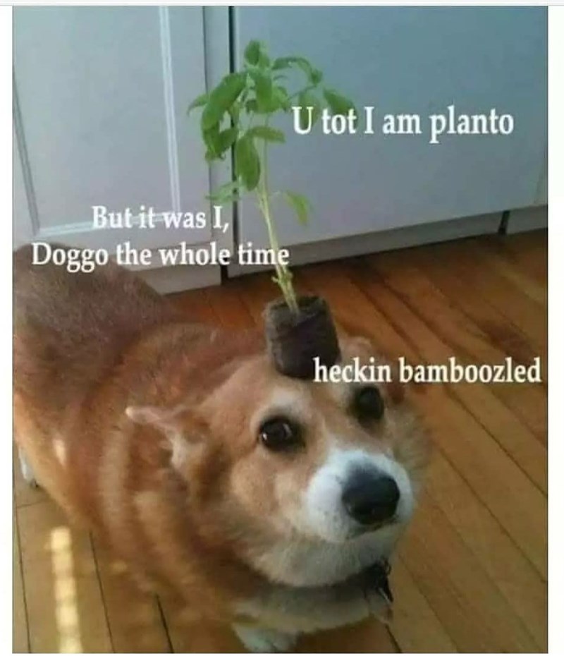 bamboozled