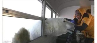 polar+bears+love+coca+cola