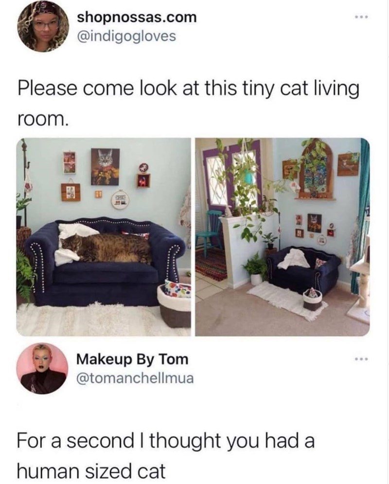 human+sized+cat%2C+or+cat+sized+living+room%3F