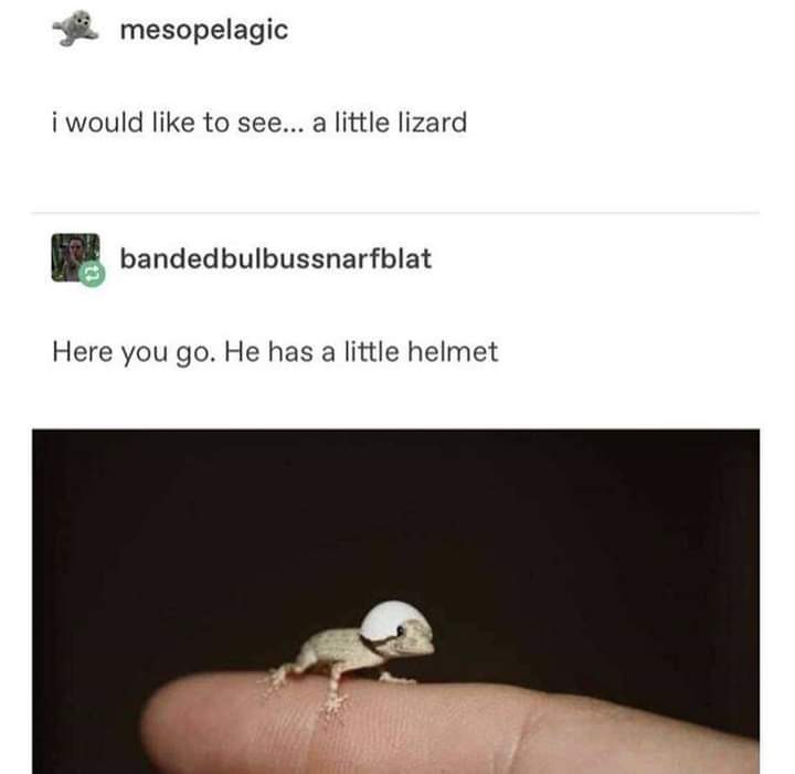 a+little+lizard+with+a+little+helmet
