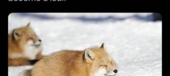 fox+loaf