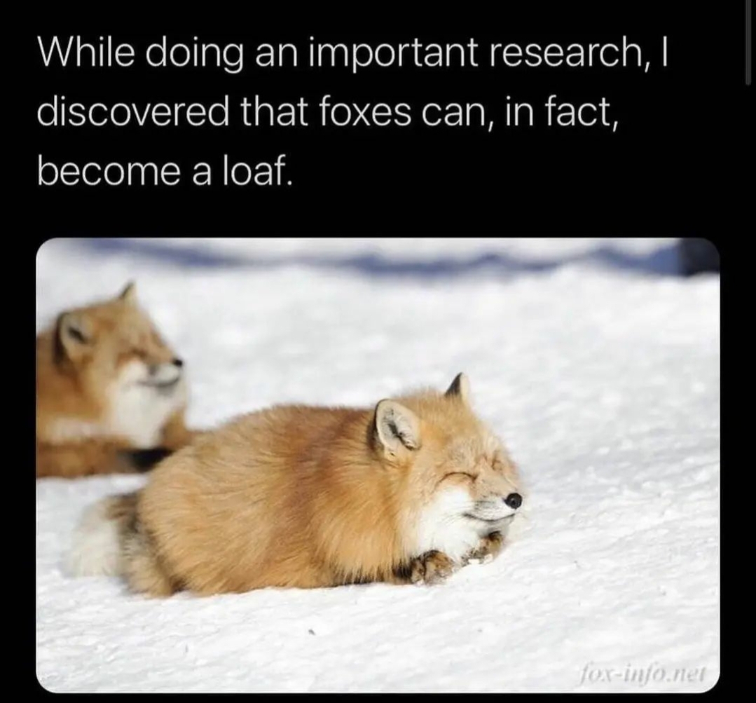 fox+loaf