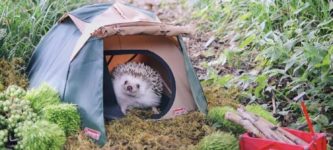 camping+hedgehog