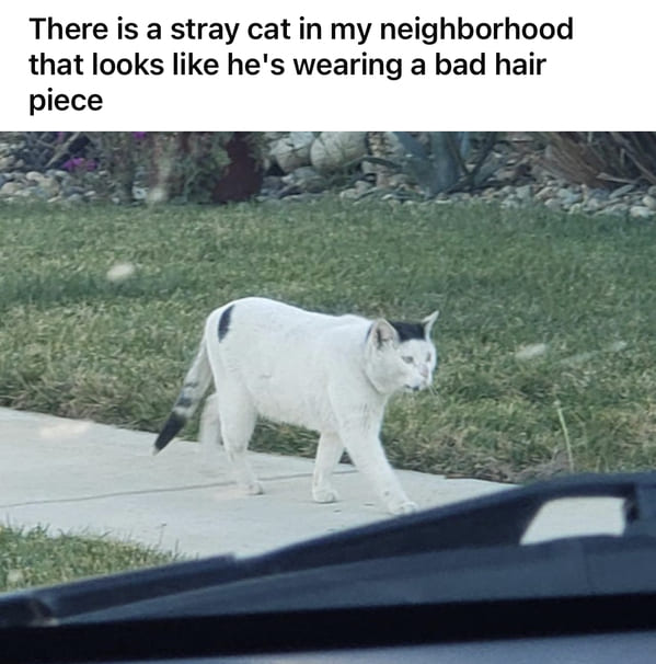 it%26%238217%3Bs+a+toupee