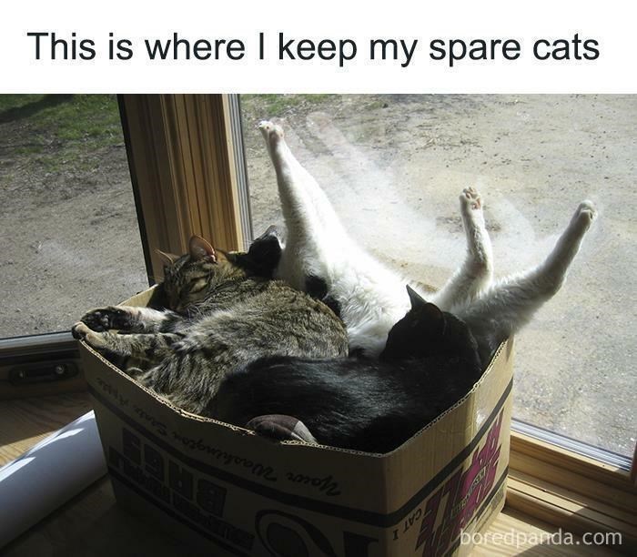 spare+cats