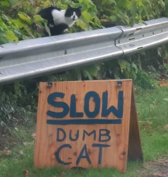 slow+dumb+cat