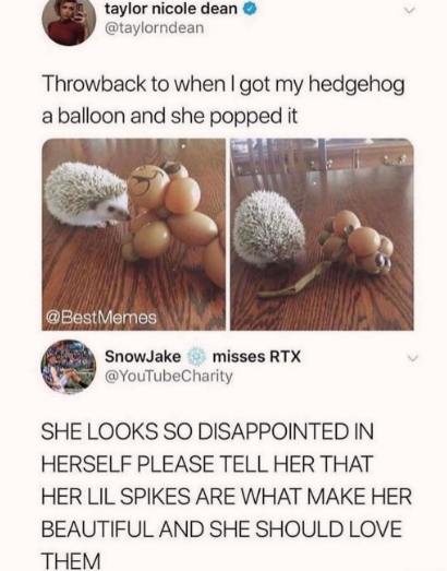 disappointed+hedgehog