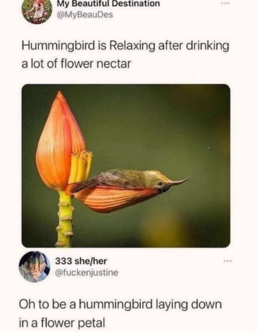 drunk+humming+bird