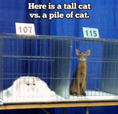 tall+cat+vs+pile+of+cat