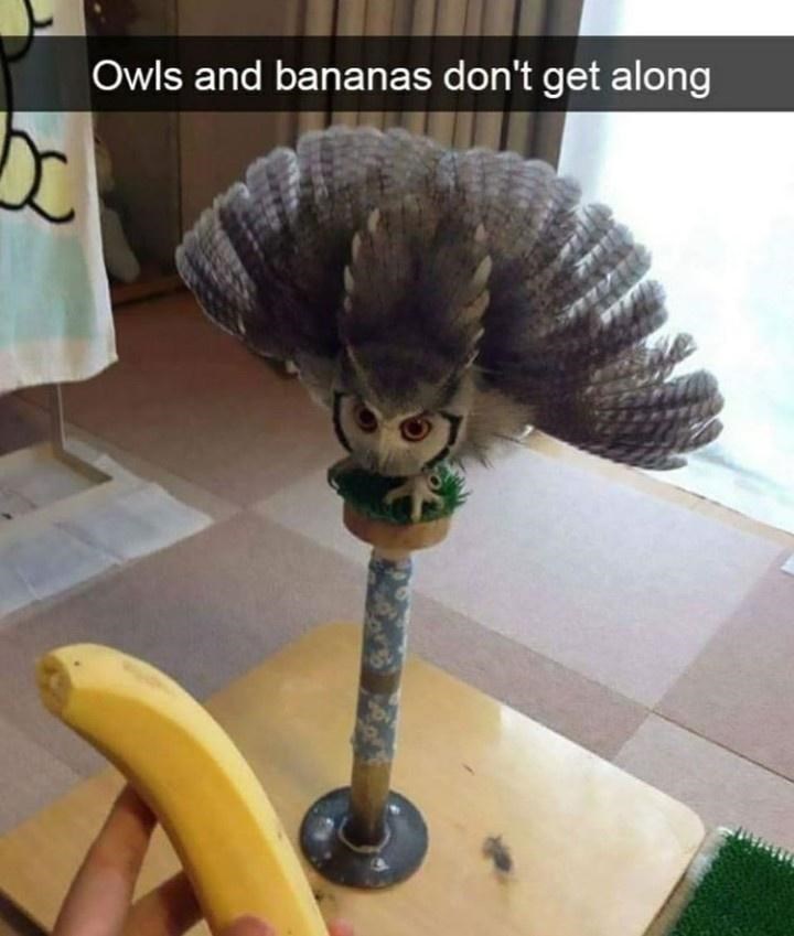owls+hate+bananas