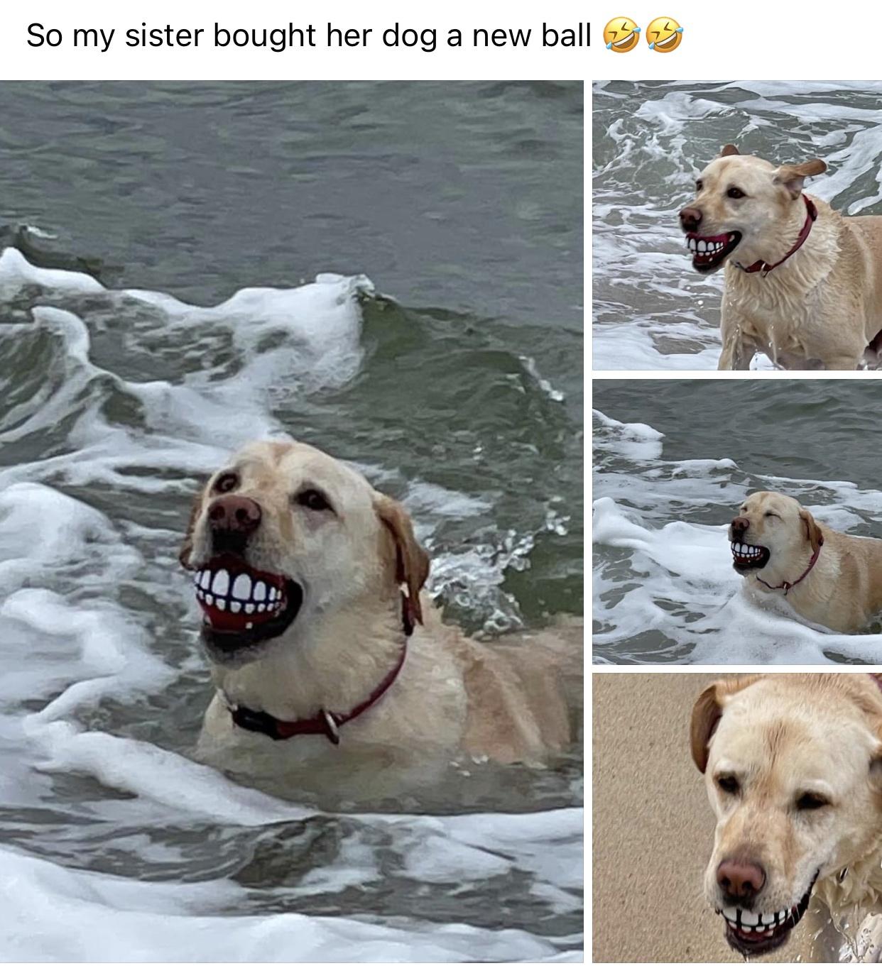 that%26%238217%3Bs+donkey+from+shrek