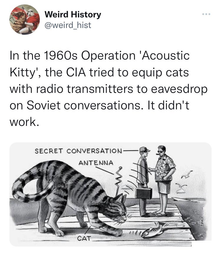feline+spies