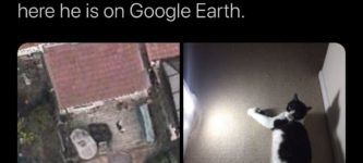google+earth+cat