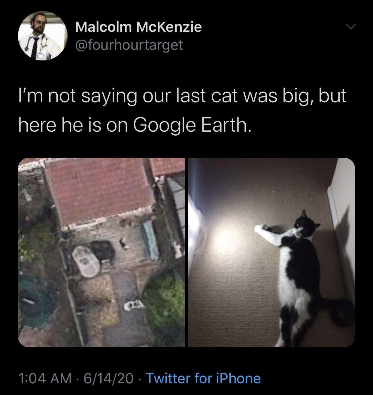 google+earth+cat