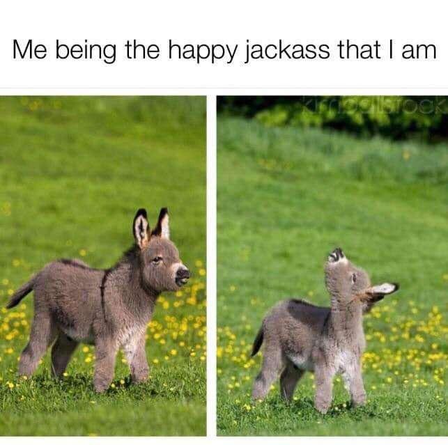 happy+jackass