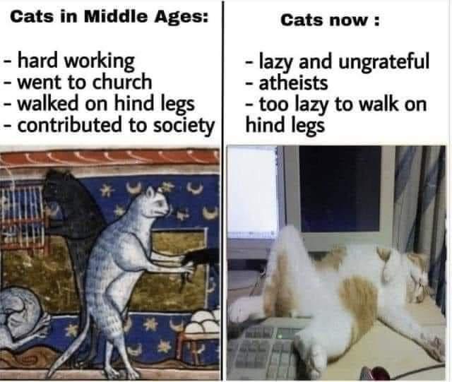 cats+used+to+contribute+to+society