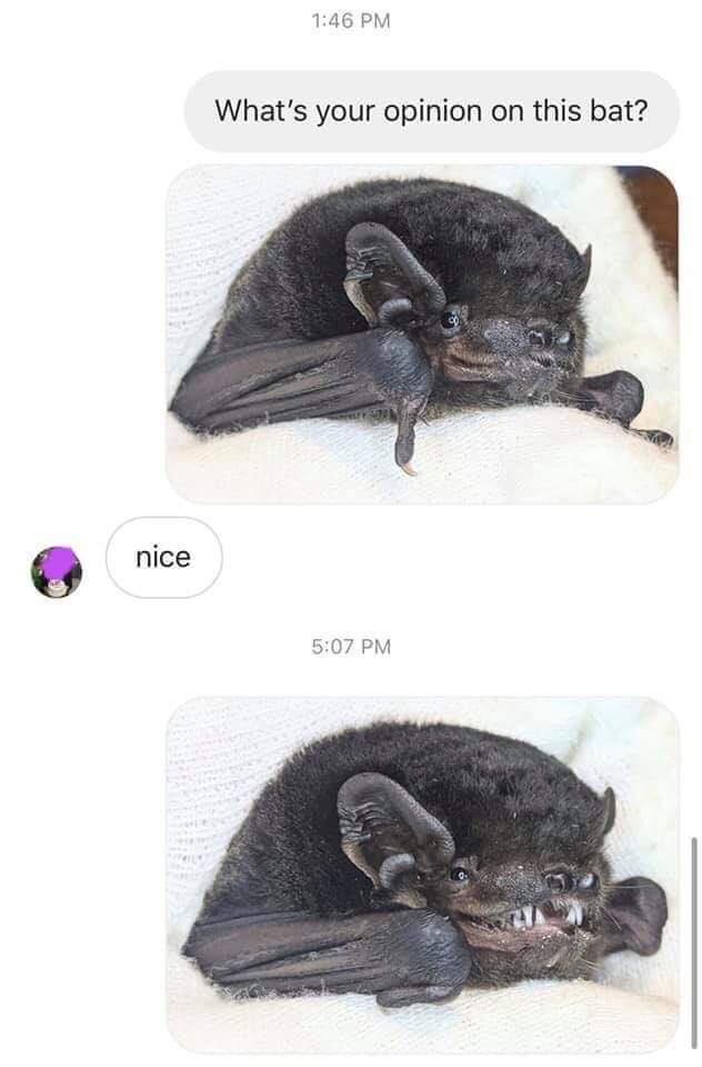 nice+bat