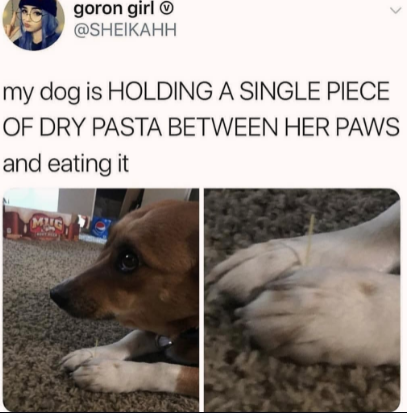 italian+pup