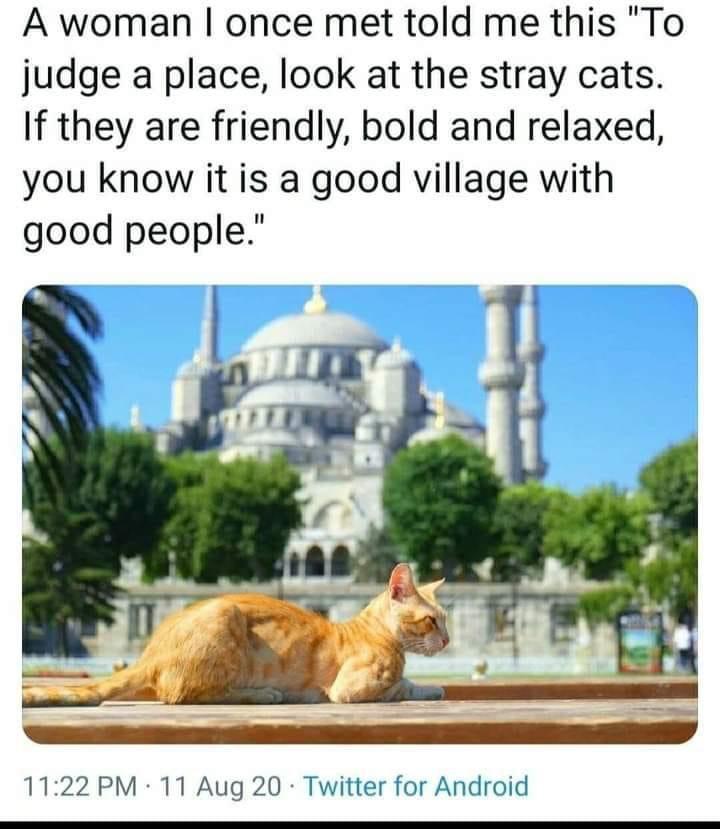 always+judge+a+place+by+the+cats