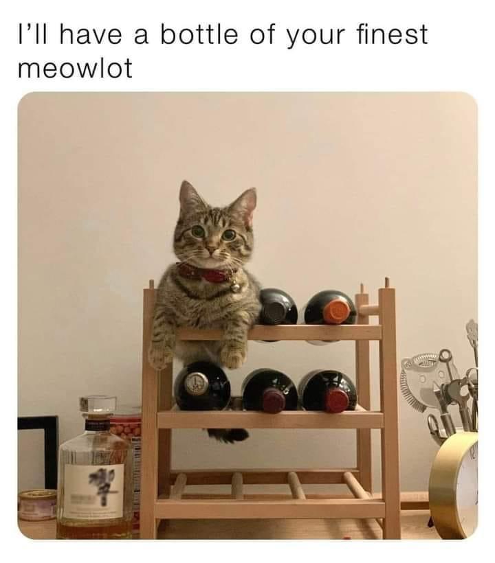 your+best+vintage+meowlot